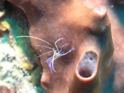 Hangin' ten (or eight)... Tiny cleaner shrimp hanging ont... by Matt Hogan 